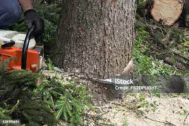 Best Palm Tree Trimming  in North Baltimore, OH