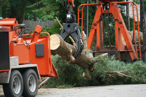 Best Tree Maintenance Programs  in North Baltimore, OH