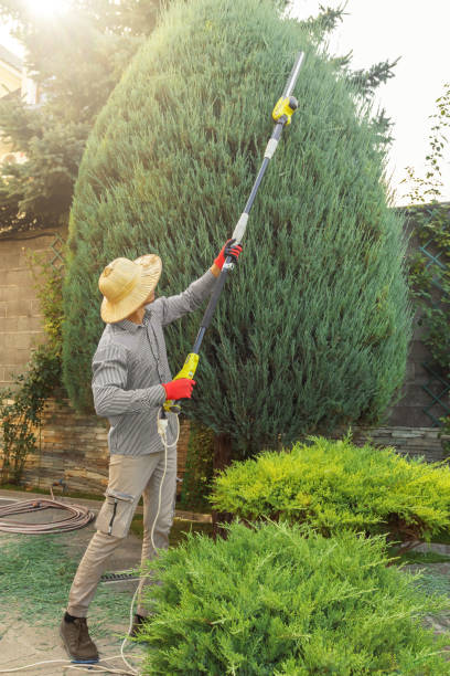 Best Tree Preservation Services  in North Baltimore, OH