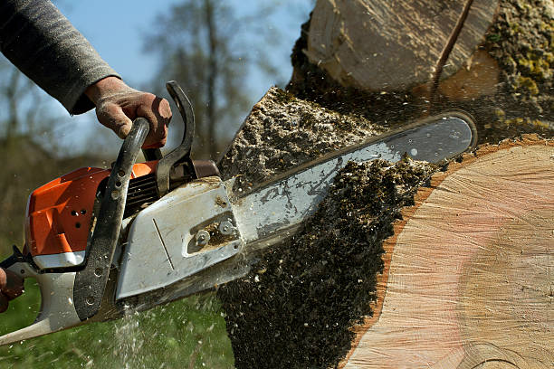 Best Tree Trimming and Pruning  in North Baltimore, OH